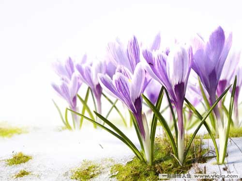 相伴网络,我持一份真诚,于网海里跋涉,弹一首岁